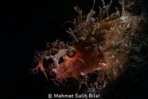 Ambon scorpionfish. by Mehmet Salih Bilal 